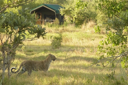 Sango Safari Camp tent met wild 001